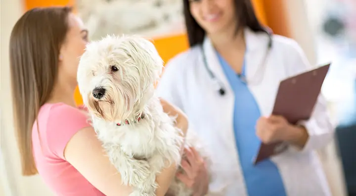 Veterinary Hospital Veterinary Hospital